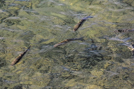 Picture of the Water Pattern Texture Background