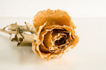 a dried rose isolated on a white backgroundの写真素材