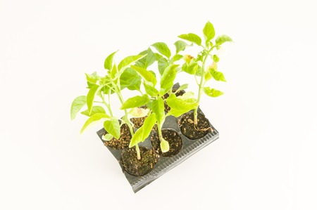 Young tomato plant on a white backgroundの写真素材