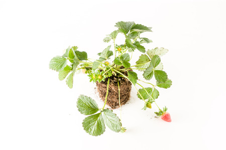 Strawberry plant with roots and soil on white backgroundの写真素材