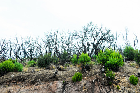 Effects of the Fire in a Forest, in Canary Islands, Spainの写真素材