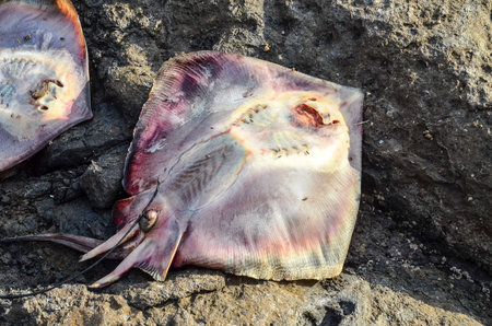 Dead Stingray Fish on the Coast near the Atlantic Ocean