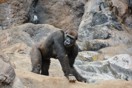 Picture of a Strong Adult Black Gorilla
