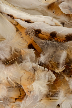 Close-up of feather plume background texture Object on a White Backgroundの写真素材