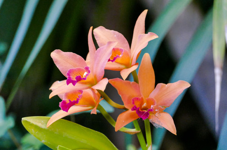 Orchid flower in tropical garden Phalaenopsis Orchid flowers growing on Tenerife Canary Islands Orchids Floral background Selective focus.の写真素材