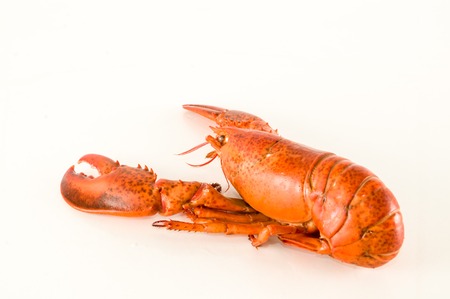 Photo picture of a delicious freshly steamed lobsterの写真素材