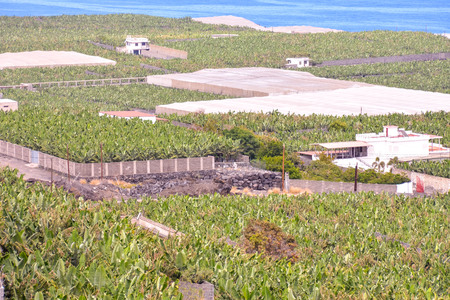 Banana Plantation Field in the Canary Islandsの写真素材