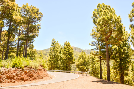 Picture Photo of Green High Pine Tree Viewの写真素材