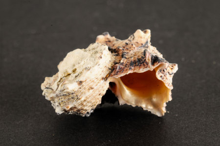 Photo picture of a Seashell background texture
