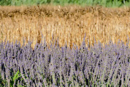 Photo Picture View of Cultivated Field in the countrysideの写真素材