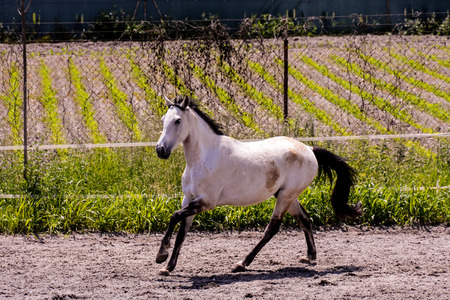 Photo picture of beautiful Horse on a farmの写真素材