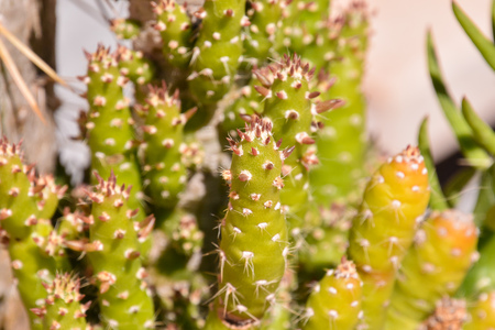 Photo Picture of a Tropical Cactus Texture Backgroundの写真素材