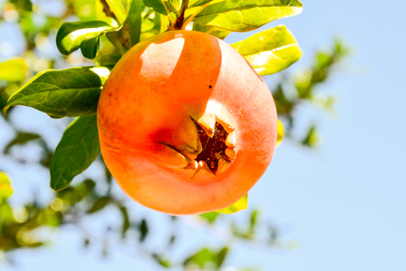 Photo Picture of an Exotic Fruit Red Pomegranate の写真素材