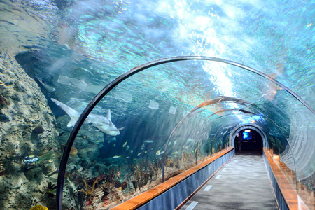 Photo Picture an Acquarium Full of Beautiful Tropical Fishesの写真素材