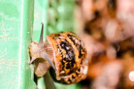 Photo picture of brown animal Edible snail escargotの写真素材