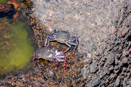 Photo Picture of a Sea animal red crabの写真素材