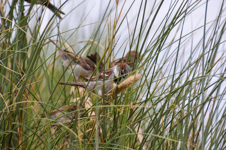 Photo Picture Scenic photography landscape European natural countryside and sparrow birdの写真素材
