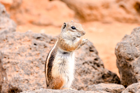 Barbary Ground Squirrel Atlantoxerus Getulus on the Spanish Island Fuerteventura