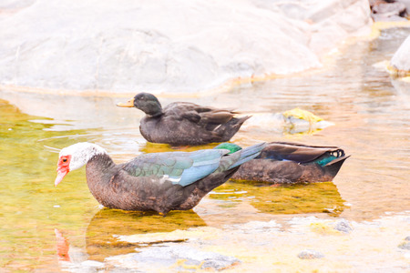 Photo picture of a Wild Animal Muskovy Duckの写真素材