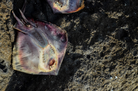 Dead Stingray Fish on the Coast near the Atlantic Oceanの写真素材