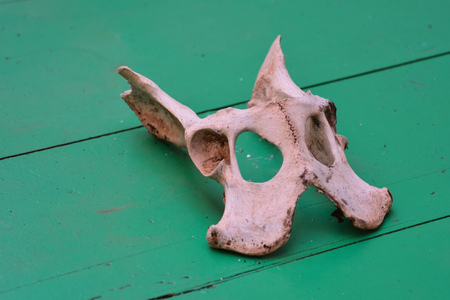 Picture of the Dry Goat Skull Boneの写真素材