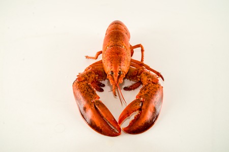 Photo picture of a delicious freshly steamed lobsterの写真素材