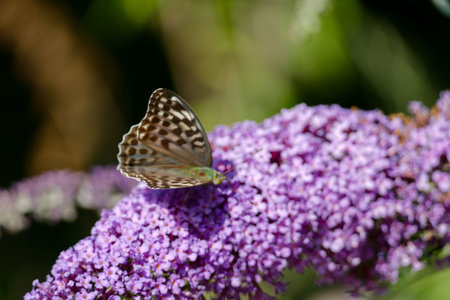 Close-up of butterfly