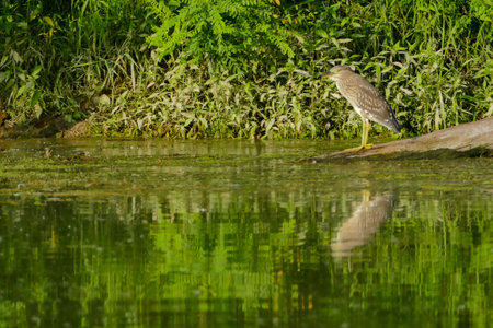 Photo of Eurasian Bittern Great bittern wild bird