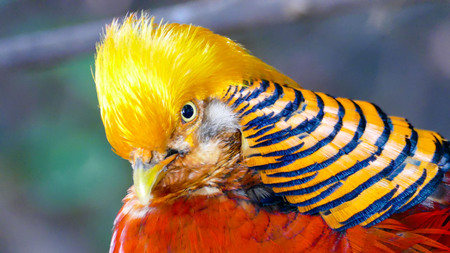 Photo Picture of a Beautiful Colored Tropical Parrotの写真素材