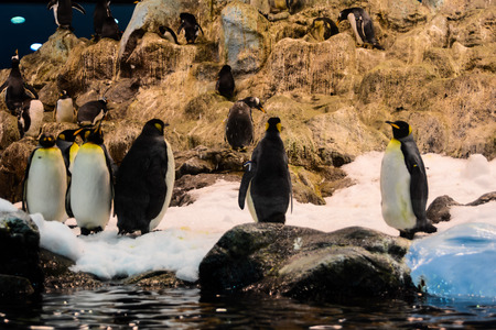 Picture of Wild Penguin Animal Bird Playingの写真素材