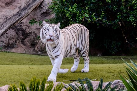 Photo Picture of a Rare White Striped Wild Tigerの写真素材