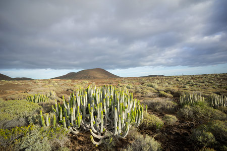 Calm Cactus Desert Sunset in Tenerife Canary Island