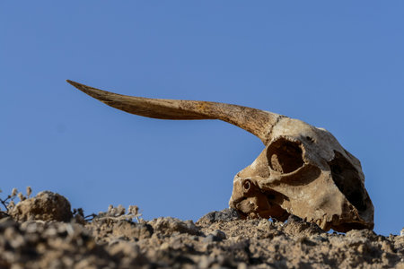 Photo Picture of the Dry Goat Skull Boneの写真素材