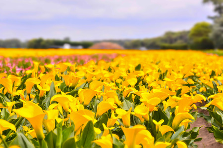 Photo picture of Calla flower colored garden field cultivationの写真素材