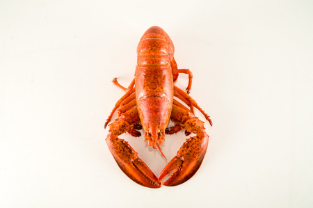 Photo picture of a delicious freshly steamed lobsterの写真素材