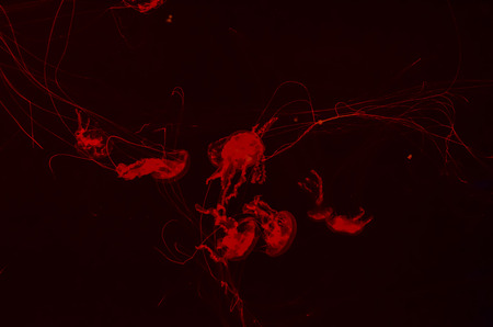 Small Jelly Fish Medusa Colored by the Lightの写真素材