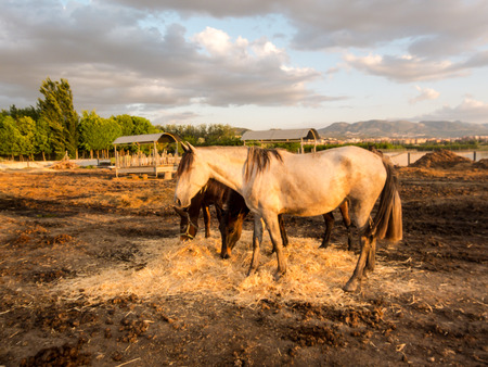 Photo picture of beautiful Horse on a farmの写真素材