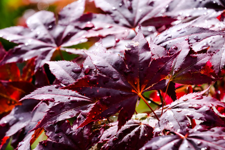 Photo Picture of Beautiful Blooming Flower Backgroundの写真素材