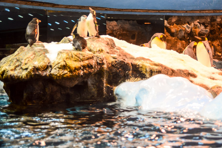 Picture of Wild Penguin Animal Bird Playingの写真素材