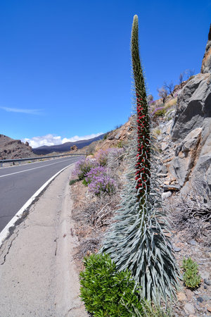 Red tajinaste flowers on the El Teide Volcano TenerifeCanary Islands Spain