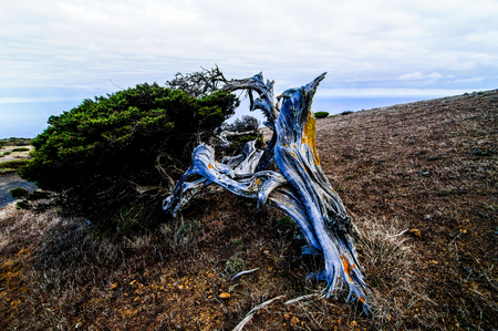Gnarled Juniper Tree Shaped By The Wind at El Sabinar, Island of El Hierroの写真素材