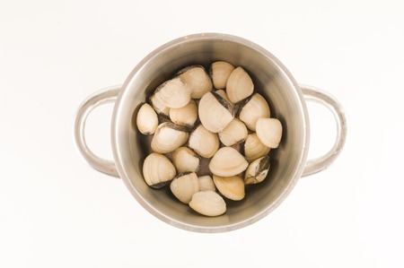 Collection of various clam shells from pacific oceanの写真素材
