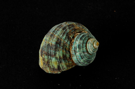 Photo picture of a Seashell background textureの写真素材