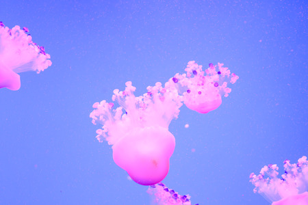 Photo Picture of Some Jellyfish Dangerous Poisonous Medusaの写真素材