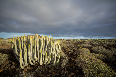 Calm Cactus Desert Sunset in Tenerife Canary Islandの写真素材
