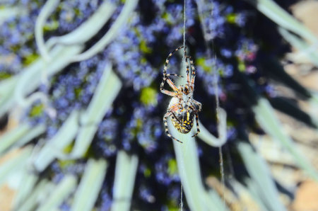 Big Insect Spider and Web into the Wildの写真素材