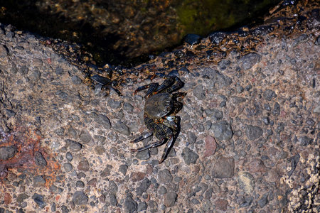 Photo Picture of a Sea animal red crab