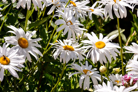 Photo Picture of Beautiful Blooming Flower Backgroundの写真素材