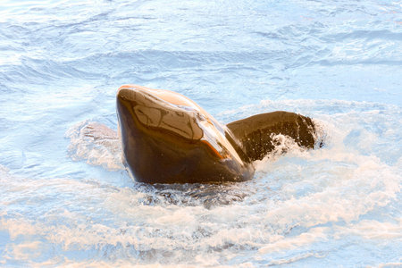 Photo Picture of a Mammal Orca Killer Whale Fish