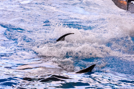 Photo Picture of a Mammal Orca Killer Whale Fish